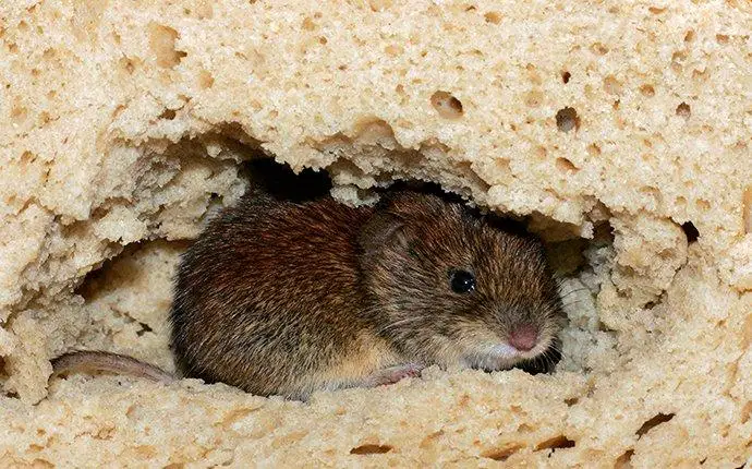 House mous crawling through and eating a piece of bread