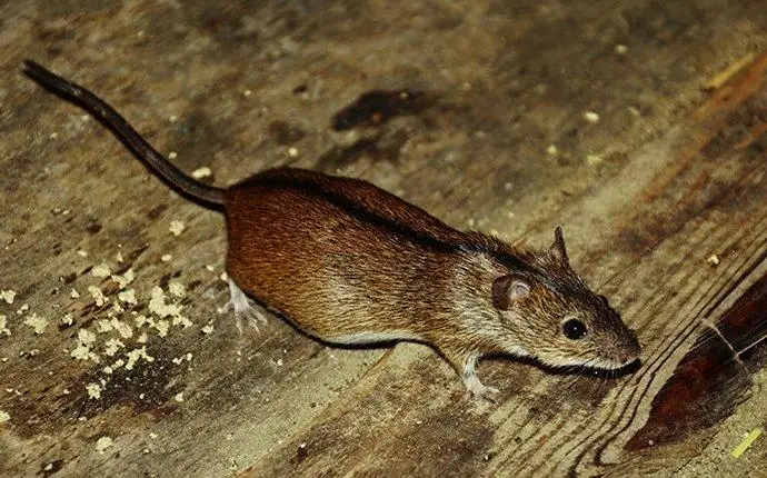 How To Catch A Mouse  Do-It-Yourself Pest Control