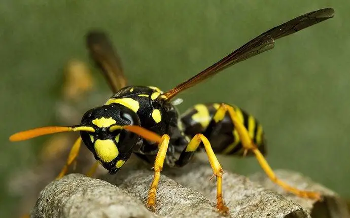 Macro image of a yellow jacket atop it's nest