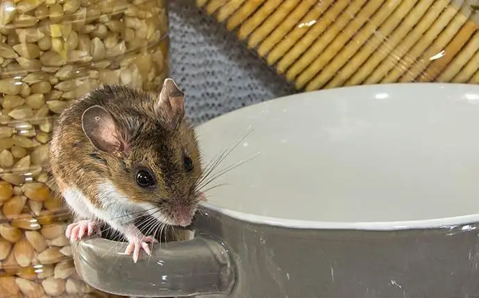 A mouse is crawling through a pantry and resting on a small pot. A pack of crackers and a bottle of seeds or nuts lie in the background.