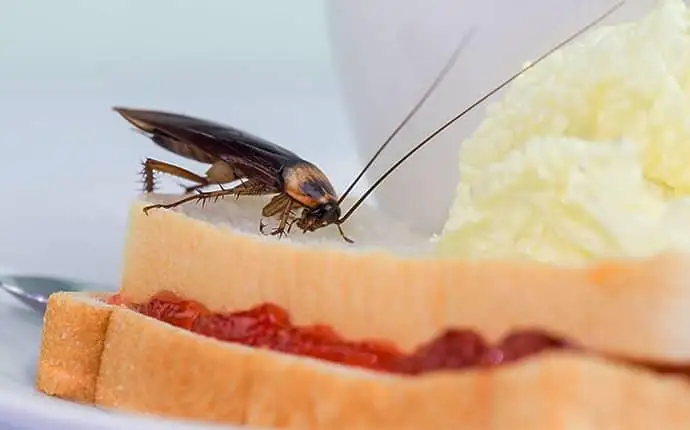 An American cockroach is crawling on a jelly sandwich beside mashed potatoes.