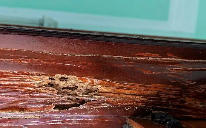 Termite damage on a mahogany window sill.