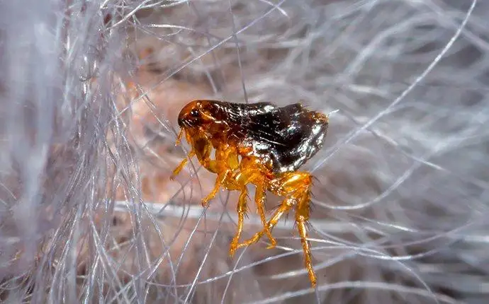 Small flea caught in dog hair