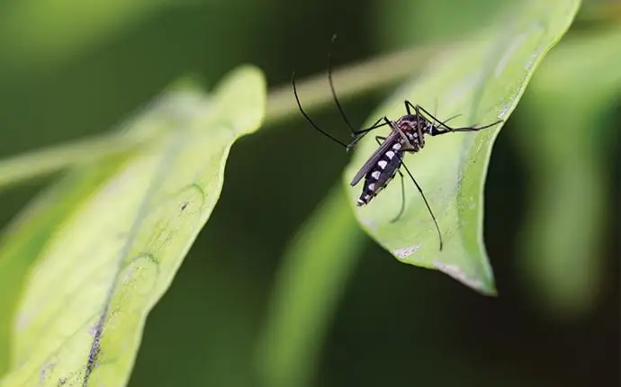 Black and white mosquito on a bright green leaf