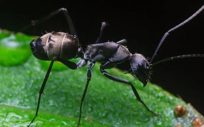 Black carpenter ant on a wet green leaf