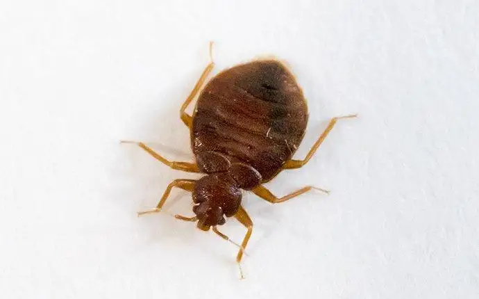 Macro image of a bed bug on a white sheet