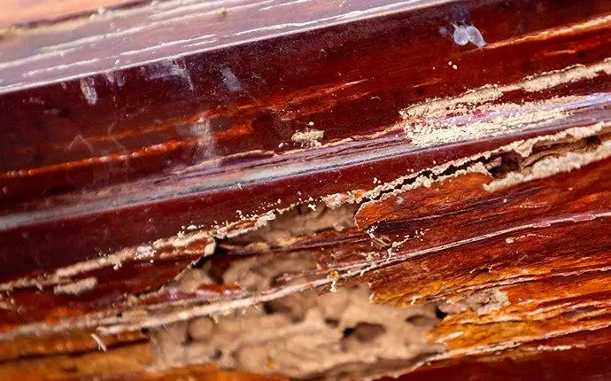 Termite damage and frass on a mahogany windowsill