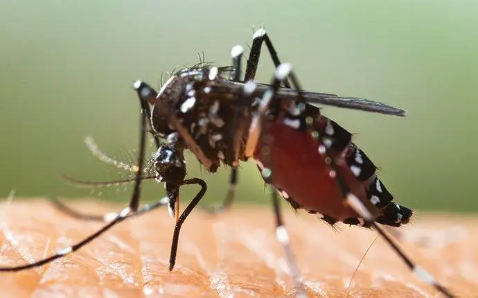 Black and white mosquito biting someone's skin