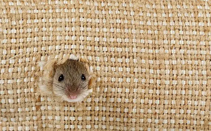 Tiny brown mouse peaking its head through wicker furniture.