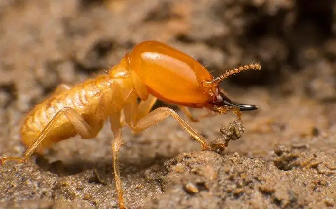 Soldier termite digging through dirt