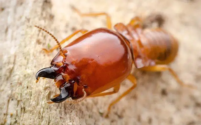 Macro image of a brown soldier termite