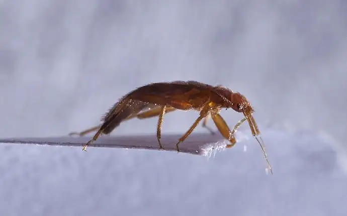 Insect on a white board in front of a white background