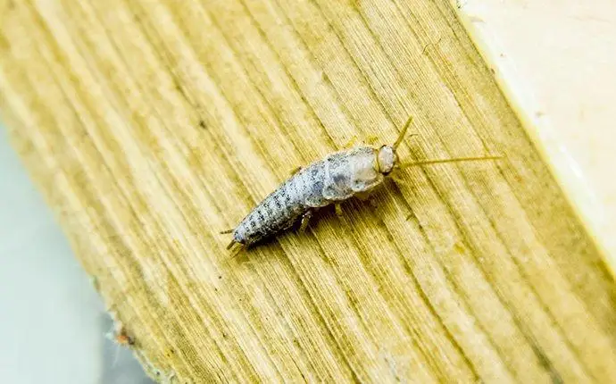 Silverfish on a tan wooden board