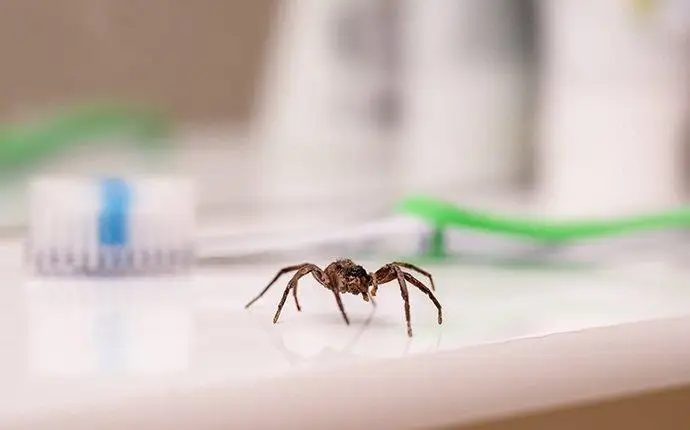 Small brown spider in front of a toothbrush