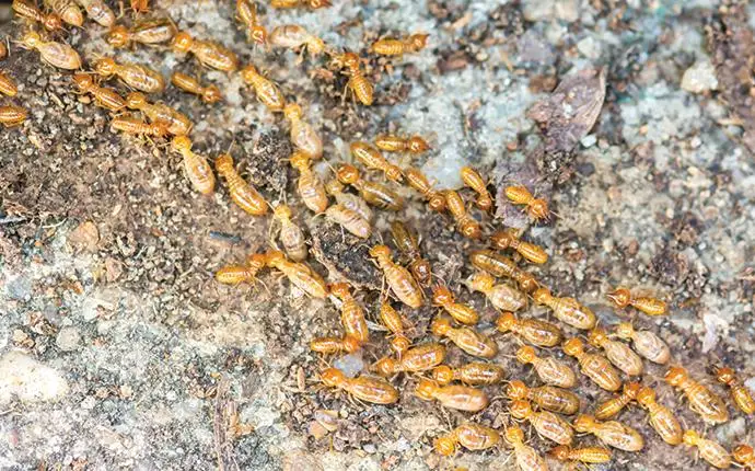 Group of termites patrolling a dirt area