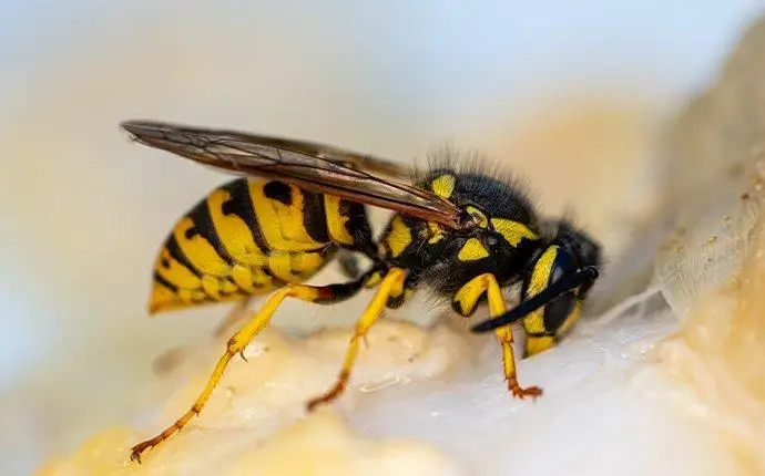 Macro shot of a yellow jacket feeding on nectar