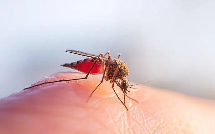 Brown mosquito biting a human