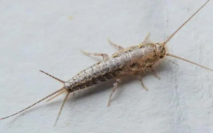 Silverfish on a white concrete wall