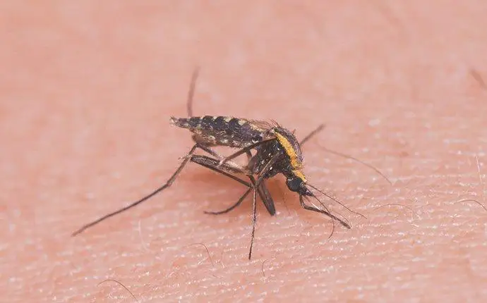 Brown and oragne mosquito biting a person