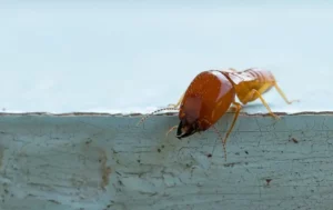 Large soldier termite on a painted blue fence