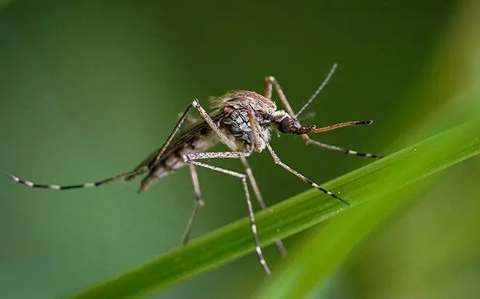 Brown and white mosquito on a green leaf