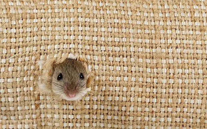 Tiny mouse chewing through burlap
