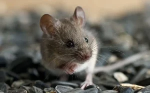 Mouse eating bird seed