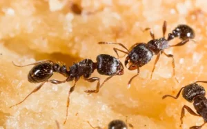 Pavement ants crawling through food