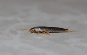 Silverfish on a grey floor