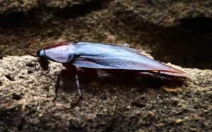 Smokey brown cockroach in dirt