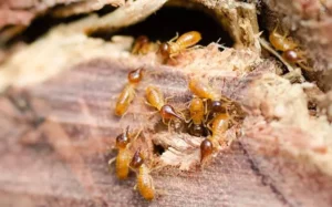 Termites causing significant home damage