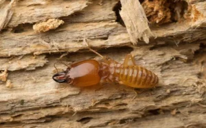 Soldier termite damaging wood