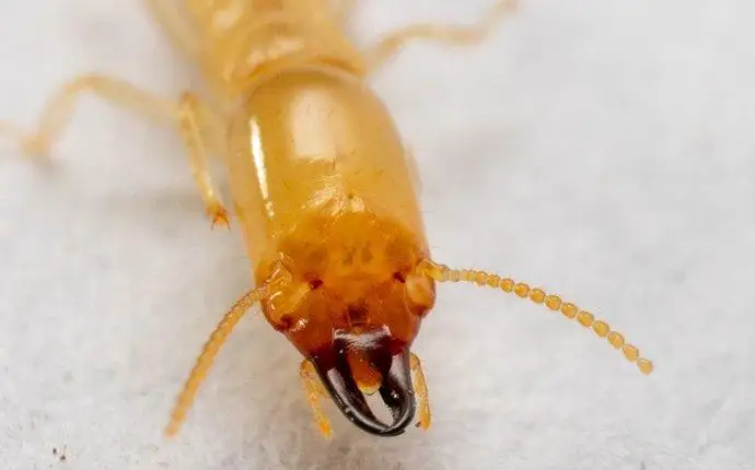 Macro image of a soldier termtie and it's pincers