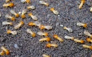 Termite infesting grey gravel