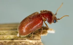 Tiny beetles in a kitchen