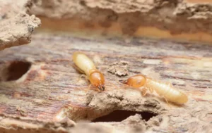 Two termites on a wooden board with holes