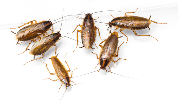 Multiple German cockroaches gathered together