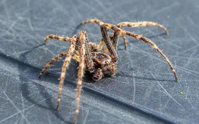 american house spider crawling in the sun