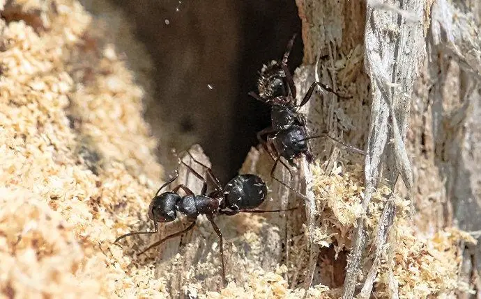 carpenter ants damaging wood