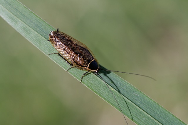 German cockroach on a green leaf