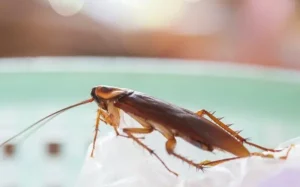 American cockroach crawling in a kitchen