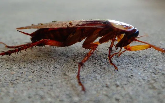 American cockroach crawling in basement