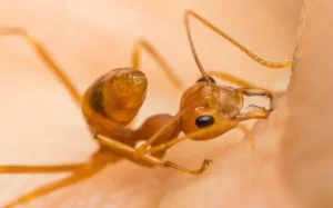 fire ant biting skin