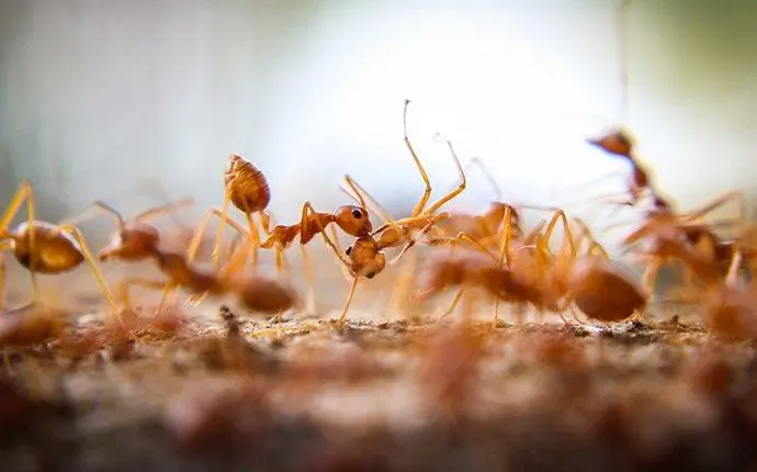 fire ants in yard