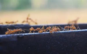 ants crawling on landscaping