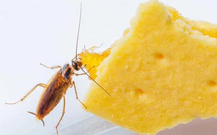 German cockroach eating food