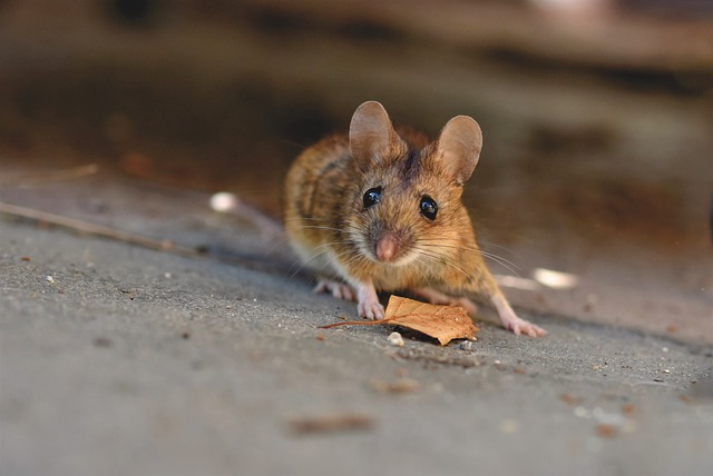 House mouse with a lead