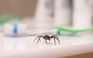 house spider in home by toothbrush