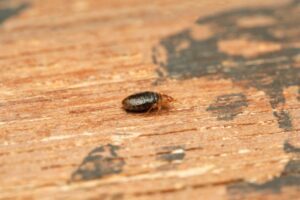 Bed bug on a wooden surface