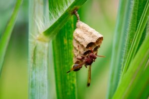 Paper wasp climbing on an upside down umbrella-shaped paper wasp nest